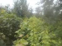 Саженцы винограда укорененные двухлетки