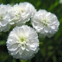 Тысячелистник птармика Perry`s White