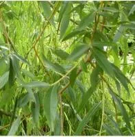 Ива плакучая Пендула (Salix vitellina Pendula)