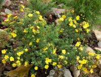 ЛАПЧАТКА КУСТАРНИКОВАЯ POTENTILLA FRUTICOSА ‘GOLDSTAR’