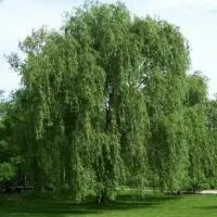 Саженцы Ивы белой, 160-200 см