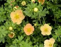 ЛАПЧАТКА КУСТАРНИКОВАЯ POTENTILLA FRUTICOSA `DAYDAWN`