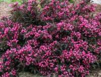 ВЕЙГЕЛА ЦВЕТУЩАЯ (WEIGELA FLORIDA) ‘NANA PURPUREA’