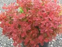 БАРБАРИС ТУНБЕРГА (BERBERIS THUNBERGII) ‘ADMIRATION’