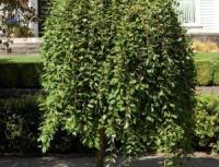 ИВА ПЛАКУЧАЯ «ПЕНДУЛА» SALIX INTEGRA ‘PENDULA’