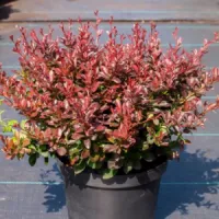 БАРБАРИС ТУНБЕРГА ATROPURPUREA NANA (АТРОПУРПУРЕА НАНА)