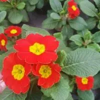 ПРИМУЛА HETHOR TAGETES ROT