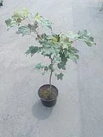 Клён бе́лый, или ло́жноплата́новый