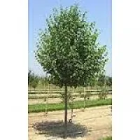 Липа мелколистная (Tilia cordata)