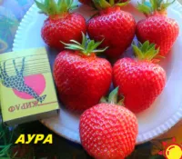 АУРА клубника раннего срока (ОКС)