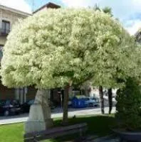 Клен ясенелистный Фламинго