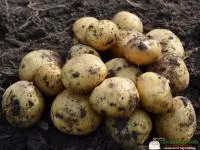 Картофель семенной Ривьера 1 РС